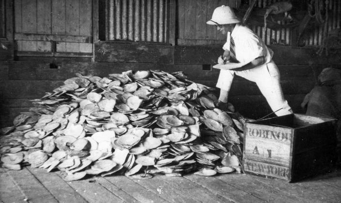 A person observing pearlshell. 